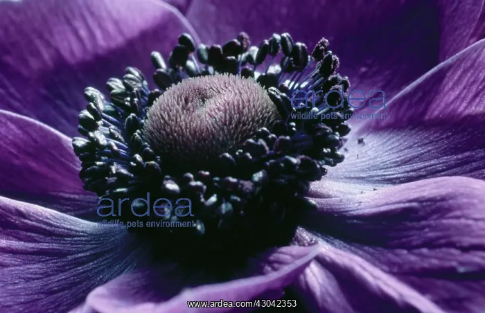 : Anemone, Anemone pavonina : Anemone, Anemone pavonina