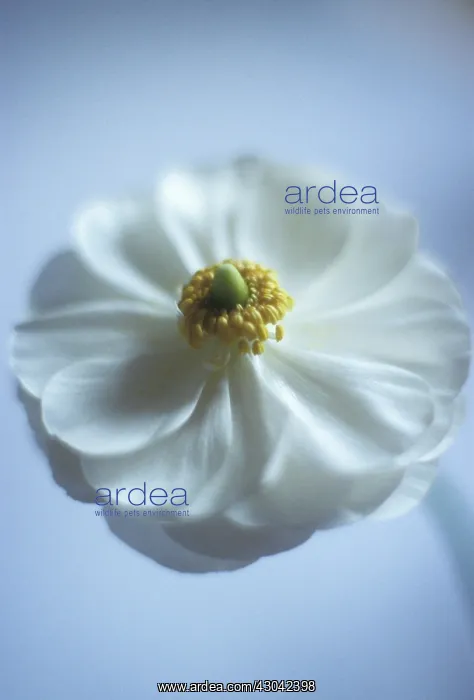 : Anemone, Japanese anemone, Anemone japonica- : Anemone, Japanese anemone, Anemone japonica-