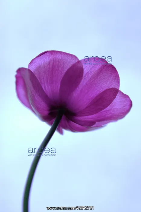 : Anemone : Anemone