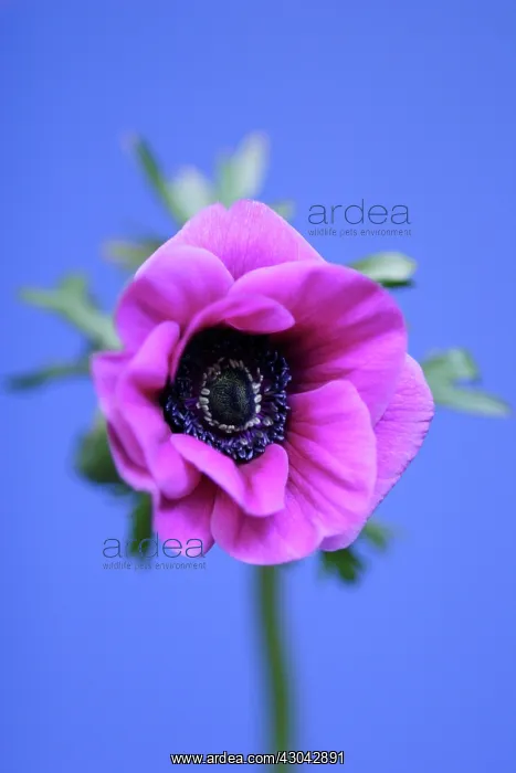 : Anemone, Anemone coronaria De Caen : Anemone, Anemone coronaria De Caen