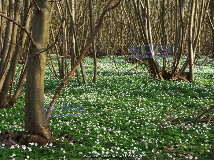 : Anemone, Wood anemone, Anemone nemorosa : Anemone, Wood anemone, Anemone nemorosa