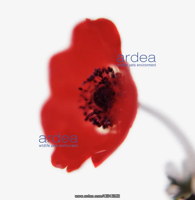 : Anemone, Anemone coronaria De Caen : Anemone, Anemone coronaria De Caen