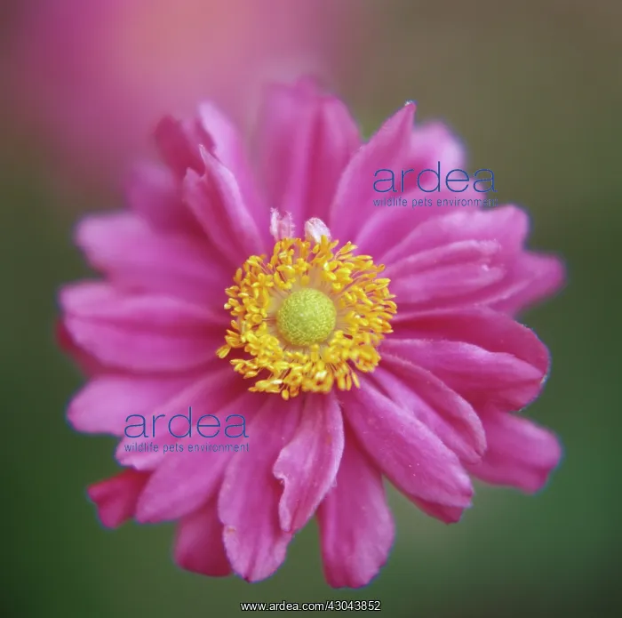 : Anemone, Anemone hupehensis : Anemone, Anemone hupehensis