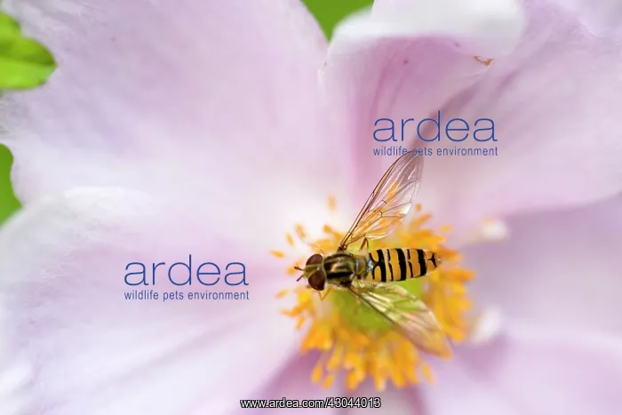 : Anemone. Hoverfly, sometimes called flower flies or syrphid flies of the : Anemone. Hoverfly, sometimes called flower flies or syrphid flies of the