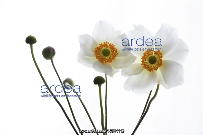 : Anemone, Anemone sylvestris : Anemone, Anemone sylvestris