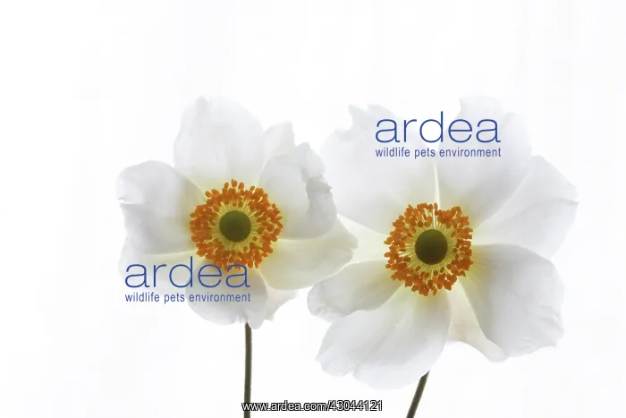 : Anemone, Anemone sylvestris : Anemone, Anemone sylvestris