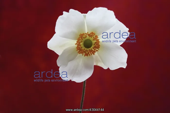 : Anemone, Anemone sylvestris : Anemone, Anemone sylvestris