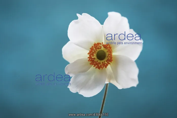 : Anemone, Anemone sylvestris : Anemone, Anemone sylvestris