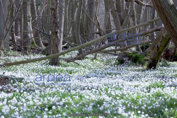 : Anemone, Wood anemone, Anemone nemorosa : Anemone, Wood anemone, Anemone nemorosa