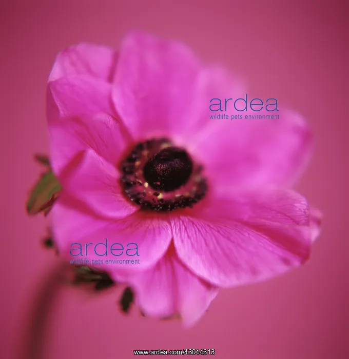 : Anemone, Anemone pavonina : Anemone, Anemone pavonina