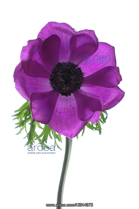 : Anemone, Anemone coronaria : Anemone, Anemone coronaria