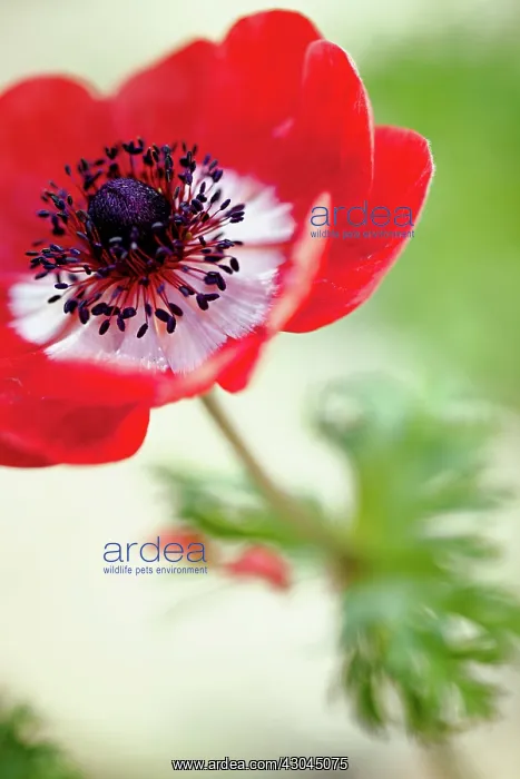  : Anemone, Anemone coronaria