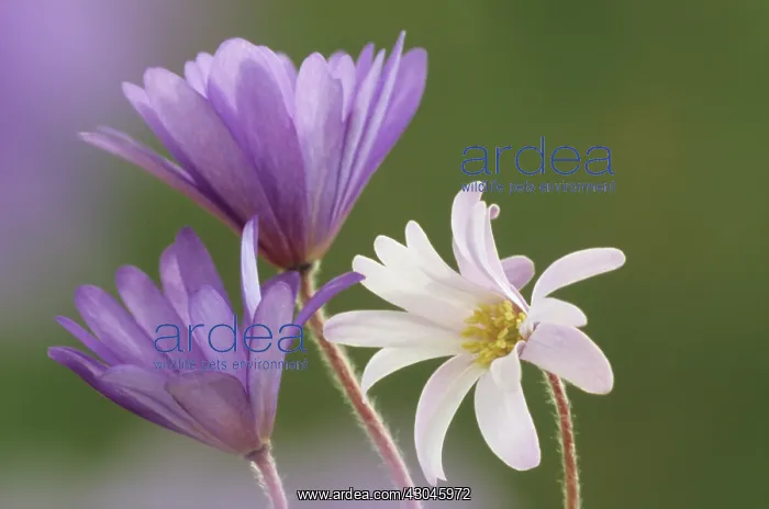 : Anemone, Anemone blanda : Anemone, Anemone blanda