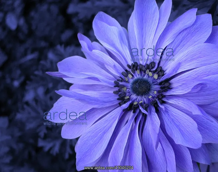 : Anemone, Anemone coronaria : Anemone, Anemone coronaria
