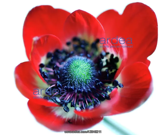 : Anemone, Anemone coronaria De Caen : Anemone, Anemone coronaria De Caen