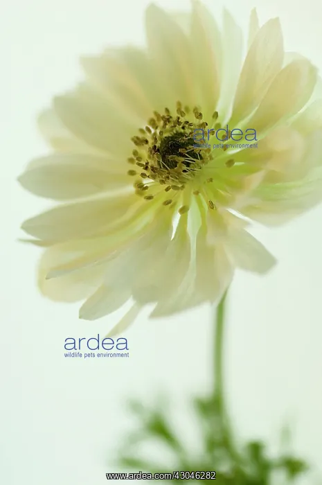 : Anemone, Anemone coronaria Mount everest : Anemone, Anemone coronaria Mount everest