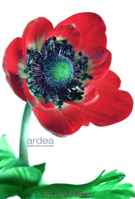 : Anemone, Anemone coronaria De Caen : Anemone, Anemone coronaria De Caen