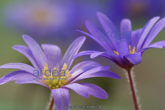  : Anemone, Anemone blanda