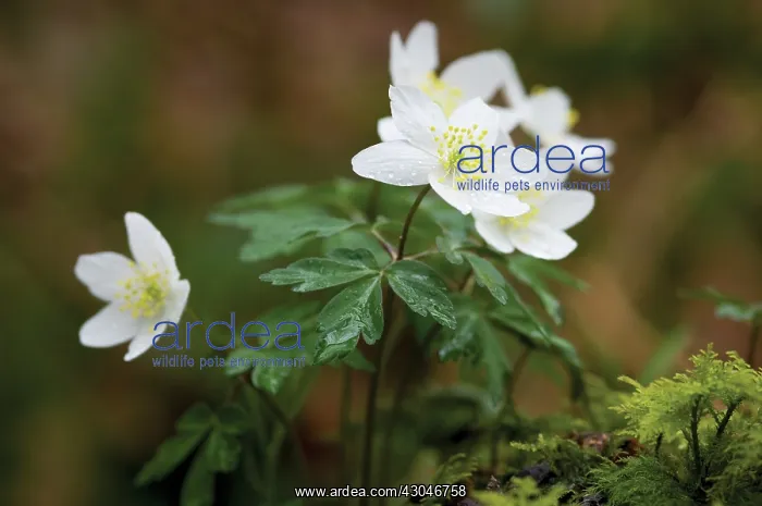 : Anemone, Wood anemone, Anemone nemorosa : Anemone, Wood anemone, Anemone nemorosa