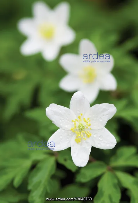 : Anemone, Wood anemone, Anemone nemorosa : Anemone, Wood anemone, Anemone nemorosa