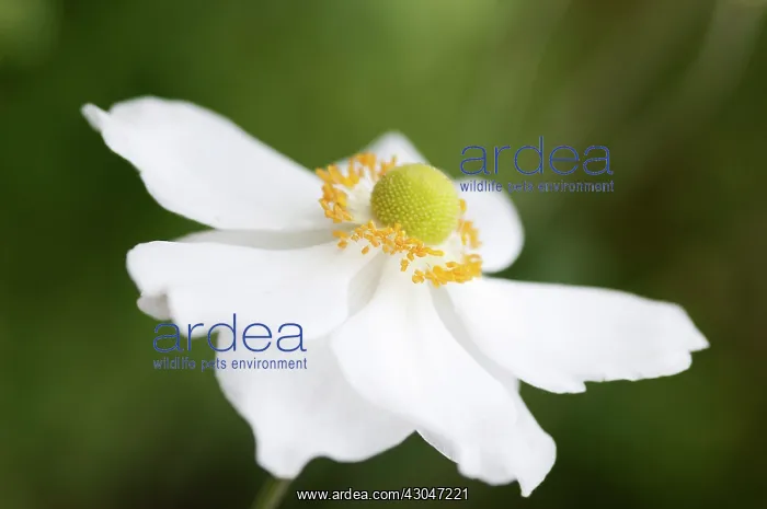 : Anemone, Japanese anemone, Anemone x hybrida Honorine Jobert : Anemone, Japanese anemone, Anemone x hybrida Honorine Jobert
