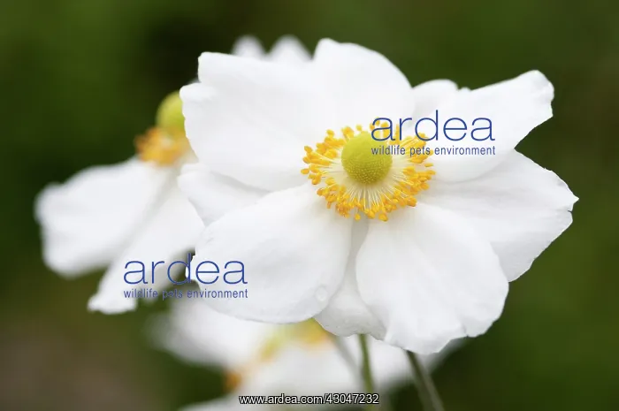 : Anemone, Japanese anemone, Anemone x hybrida Honorine Jobert : Anemone, Japanese anemone, Anemone x hybrida Honorine Jobert