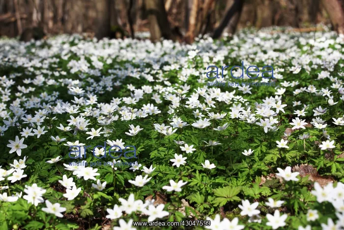 : Anemone, Wood anemone, Anemone nemorosa : Anemone, Wood anemone, Anemone nemorosa