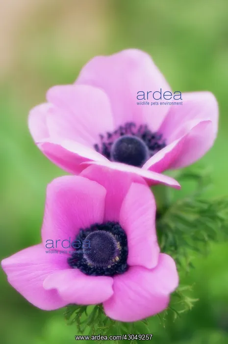 : Anemone, Anemone coronaria : Anemone, Anemone coronaria