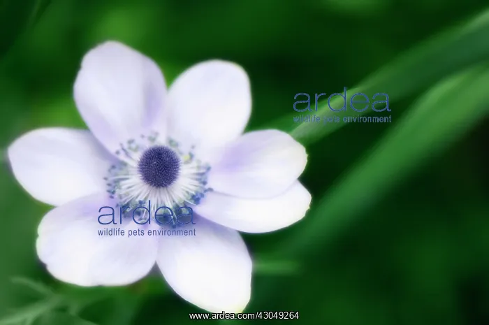: Anemone, Anemone coronaria : Anemone, Anemone coronaria