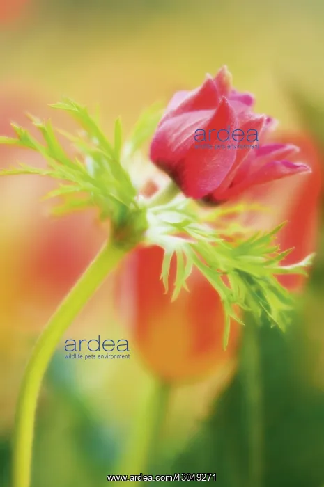 : Anemone, Anemone coronaria : Anemone, Anemone coronaria