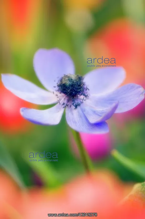 : Anemone, Anemone coronaria : Anemone, Anemone coronaria