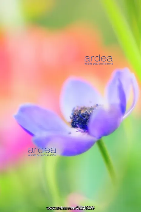 : Anemone, Anemone coronaria : Anemone, Anemone coronaria