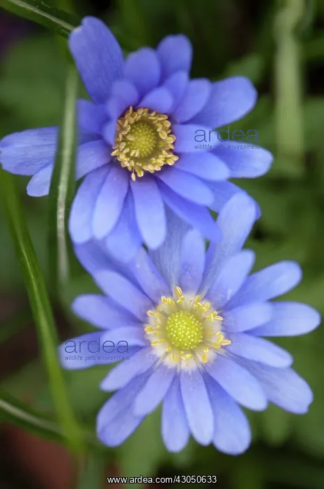 : Anemone, Anemone blanda : Anemone, Anemone blanda