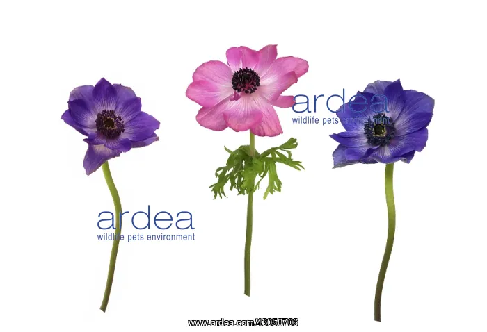 : Anemone, Anemone x hybrida : Anemone, Anemone x hybrida