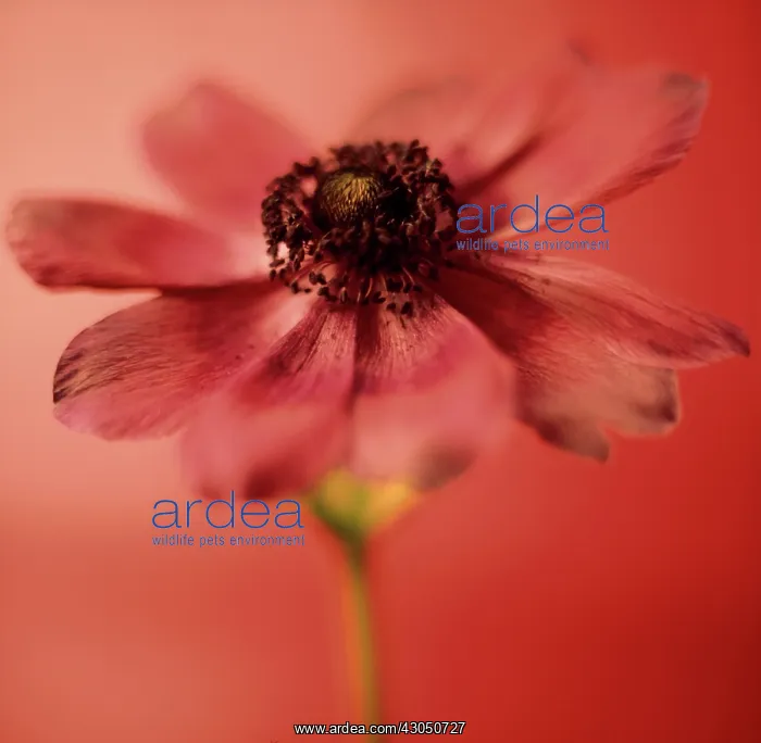 : Anemone, Anemone coronaria : Anemone, Anemone coronaria