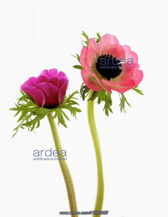 : Anemone, Anemone coronaria : Anemone, Anemone coronaria