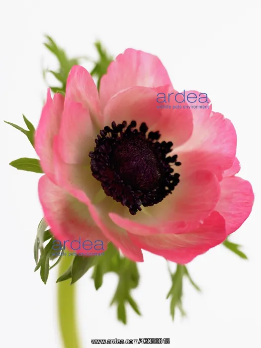 : Anemone, Anemone coronaria : Anemone, Anemone coronaria