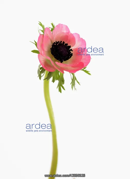 : Anemone, Anemone coronaria : Anemone, Anemone coronaria