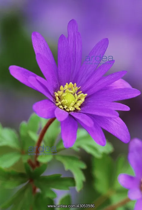 : Anemone, Anemone blanda : Anemone, Anemone blanda
