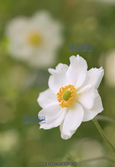 : Anemone, Japanese anemone, Anemone x hybrida Honorine Jobert : Anemone, Japanese anemone, Anemone x hybrida Honorine Jobert