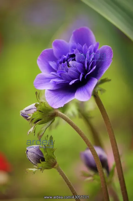: Anemone, Anemone coronaria : Anemone, Anemone coronaria