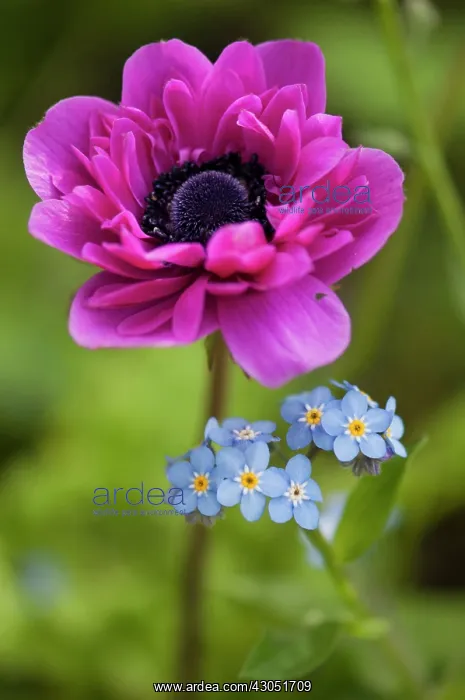 : Anemone, Anemone coronaria : Anemone, Anemone coronaria
