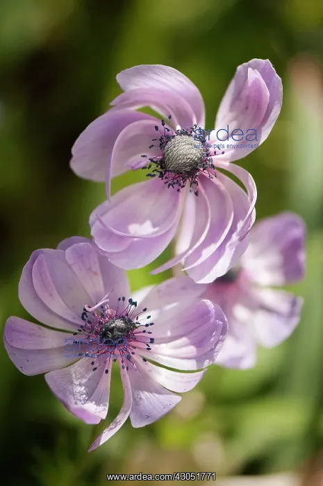 : Anemone, Anemone coronaria : Anemone, Anemone coronaria