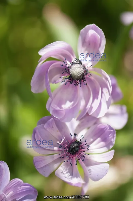 : Anemone, Anemone coronaria : Anemone, Anemone coronaria