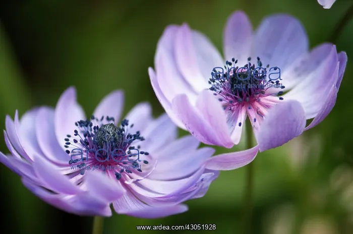 : Anemone, Anemone coronaria : Anemone, Anemone coronaria