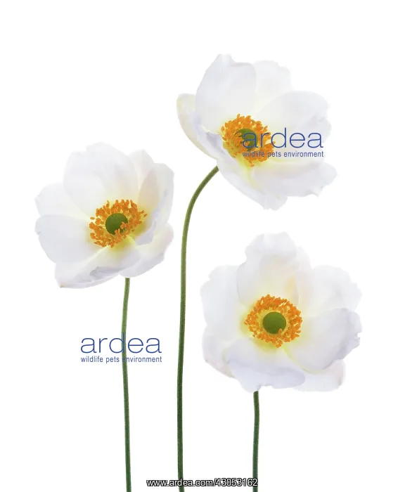 : Anemone, Japanese anemone, Anemone x hybrida Honorine Jobert : Anemone, Japanese anemone, Anemone x hybrida Honorine Jobert