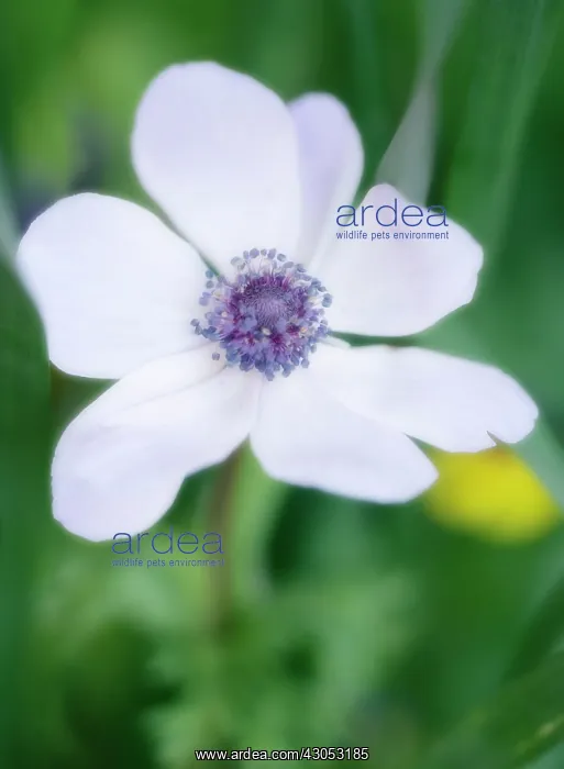 : Anemone, Anemone coronaria : Anemone, Anemone coronaria