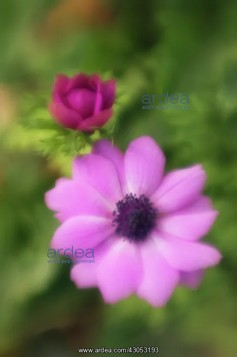 : Anemone, Anemone coronaria : Anemone, Anemone coronaria