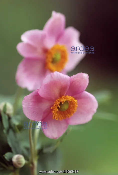 : Anemone, Japanese anemone, Anemone japonica : Anemone, Japanese anemone, Anemone japonica