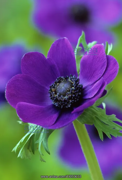 : Anemone, Anemone coronaria : Anemone, Anemone coronaria